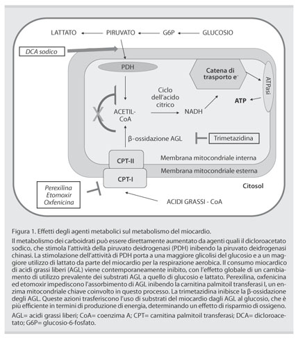 Terapia metabolica per l insufficienza cardiaca Recenti